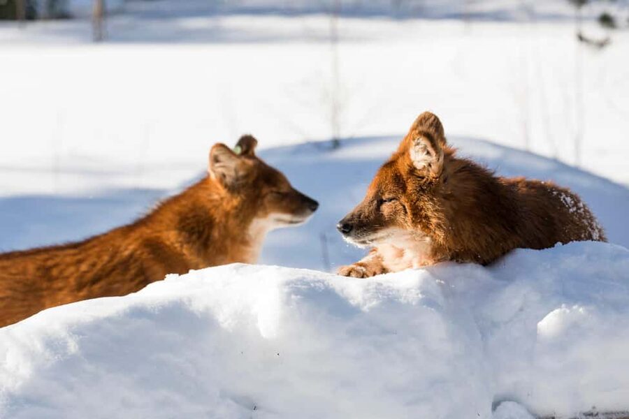 From Rovaniemi: Family Friendly Visit to Ranua Wildlife Park - Price and value: what you get for about $147 per person