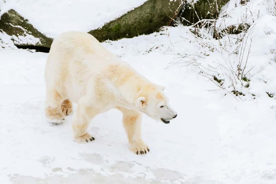 From Rovaniemi: Family Friendly Visit to Ranua Wildlife Park - Getting from Revontuli to Ranua in a small van (up to 8)