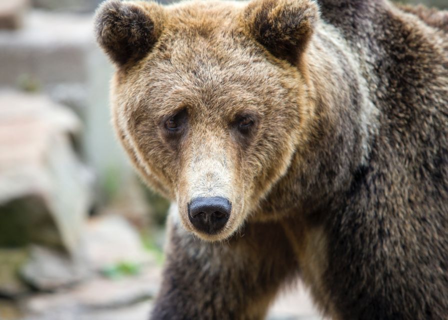 From Rovaniemi: Ranua Arctic Zoo with Entry Ticket - Ranua Wildlife Park: Arctic Habitats Built for Close Animal Viewing