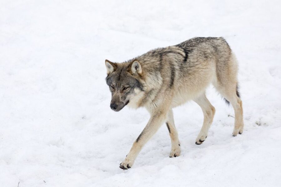 From Rovaniemi: Ranua Wildlife Park Experience - Key points before you go