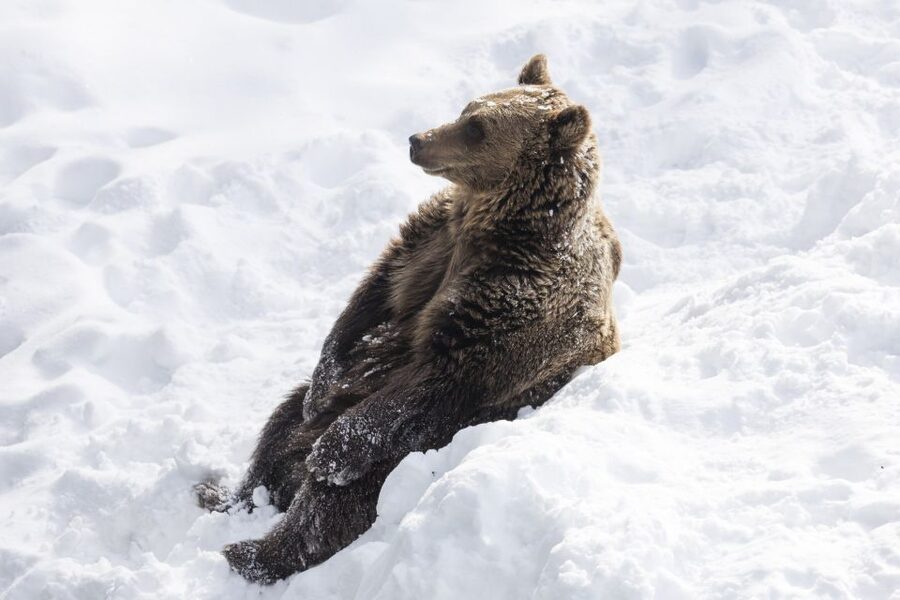 From Rovaniemi: Ranua Wildlife Park Experience - How to make the most of your 5 hours