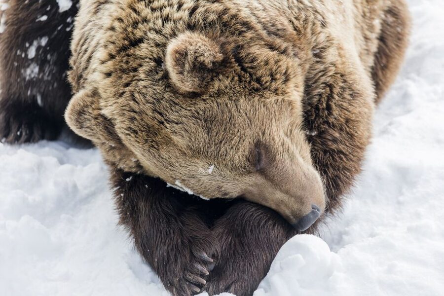 From Rovaniemi: Ranua Wildlife Park Experience - From Rovaniemi to Ranua: a simple ride with real scenery