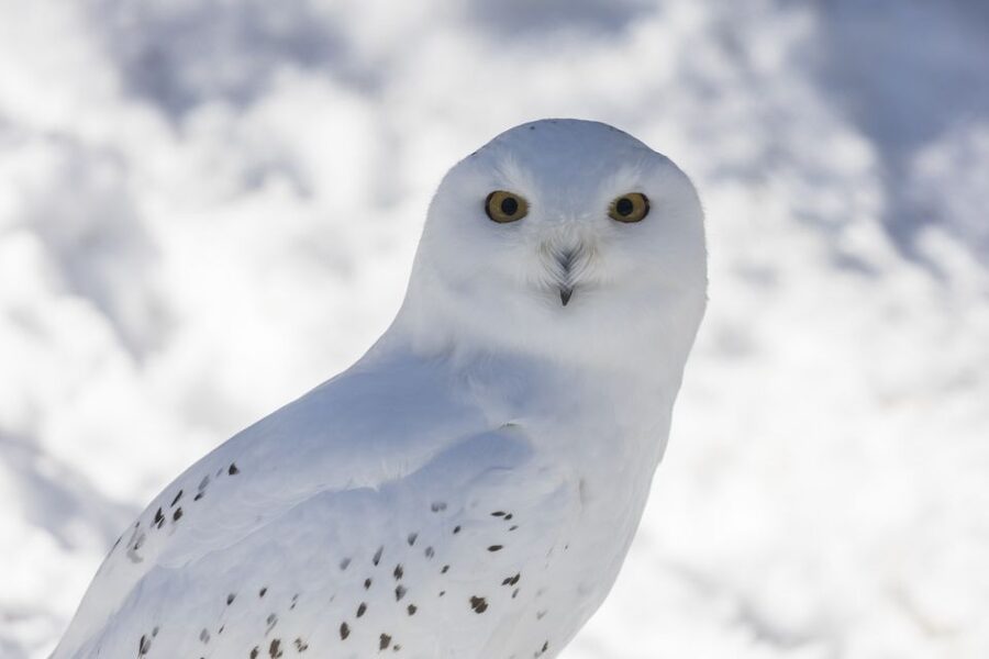 From Rovaniemi: Ranua Wildlife Park Experience - Arctic animal viewing: what you can expect to see