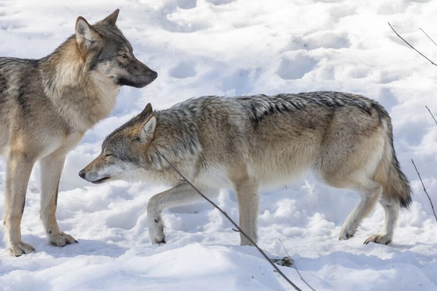 From Rovaniemi: Ranua Wildlife Park Experience - Lunch at Ranua Zoo: a warm reset in the middle of the day