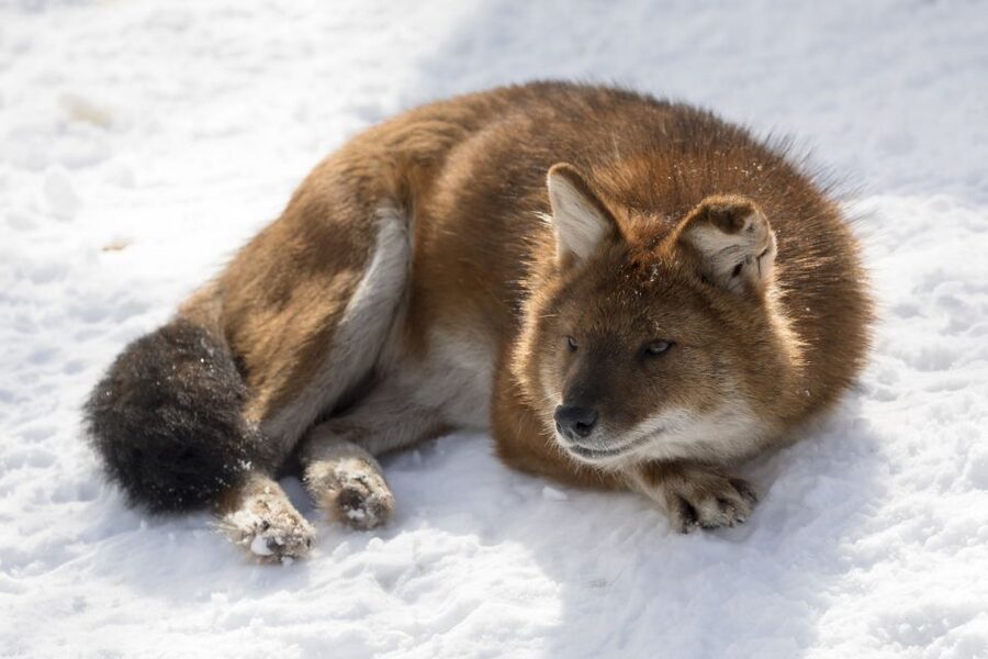 From Rovaniemi: Ranua Wildlife Park Experience - Free time for Fazer sweets and a wine shop stop