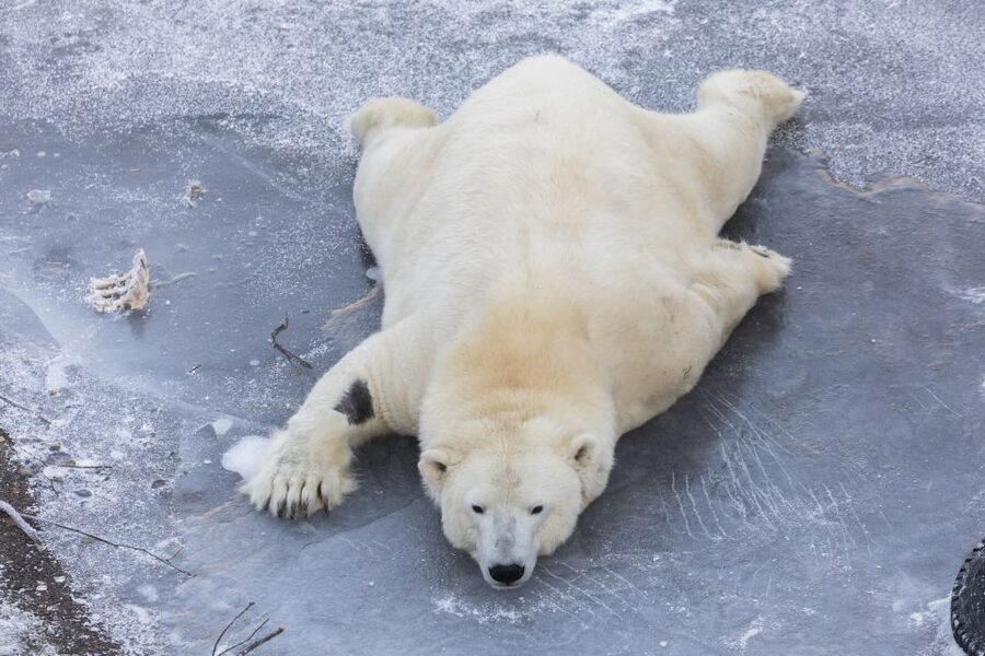 From Rovaniemi: Ranua Wildlife Park Experience - Price and value: is $247 per person fair?