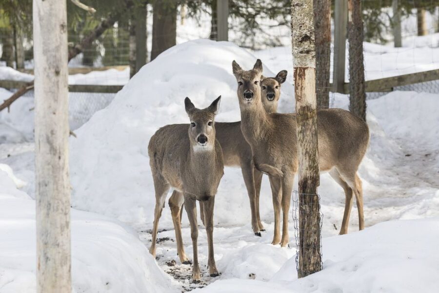 From Rovaniemi: Ranua Wildlife Park Experience - When this Ranua trip fits your travel style