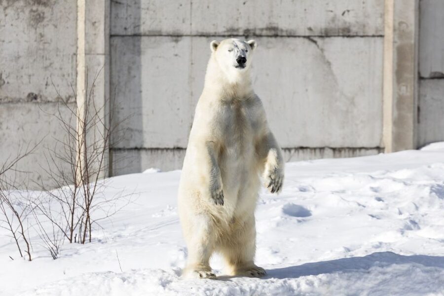 From Rovaniemi: Ranua Wildlife Park Experience - What to bring for comfortable Arctic walking