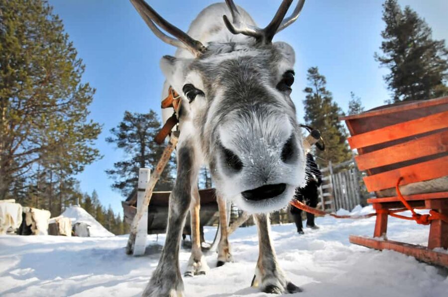 From Rovaniemi: Reindeer Farm Visit with Sleigh Ride - Meeting the Herd: Feeding Reindeer Like You Mean It