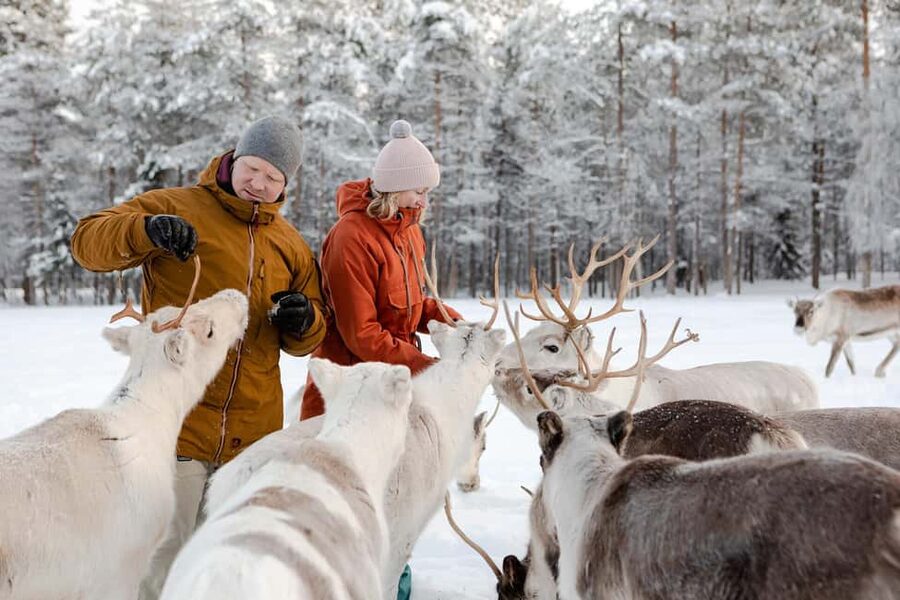 From Rovaniemi: Reindeer Farm Visit with Sleigh Ride - What You Actually Get for $129, and Why It Can Be Good Value