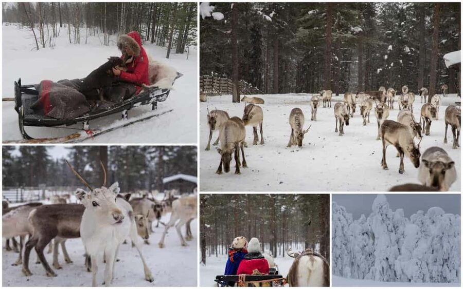 From Rovaniemi: Reindeer Farm Visit with Sleigh Ride - Should You Book This Rovaniemi Reindeer Farm Visit?