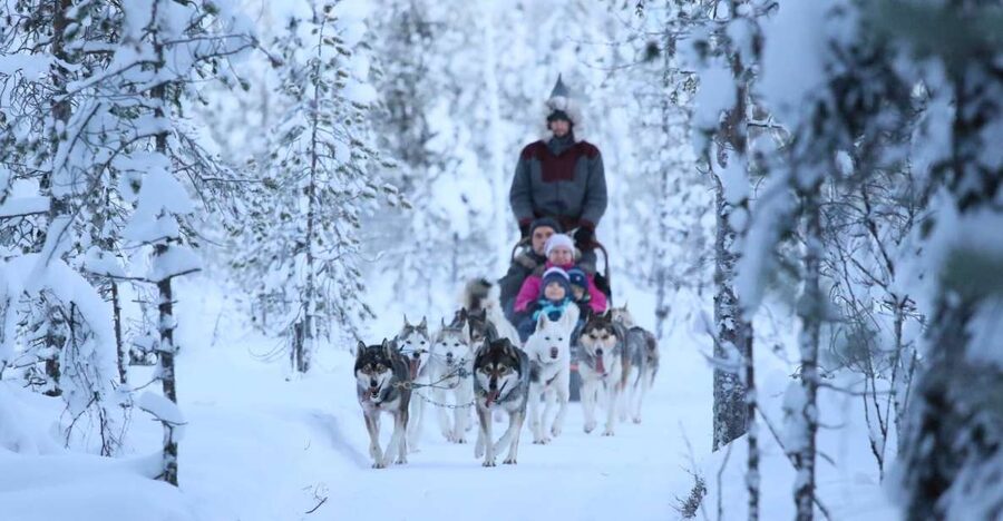 From Rovaniemi: Self-Driven 10km Husky Sled Ride - Self-driven husky sledding: why this feels different