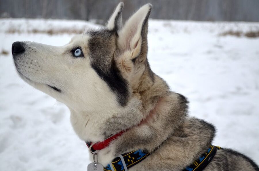 From Rovaniemi: Self-Driven 10km Husky Sled Ride - The 10km self-driven route: what it’s like on the snow