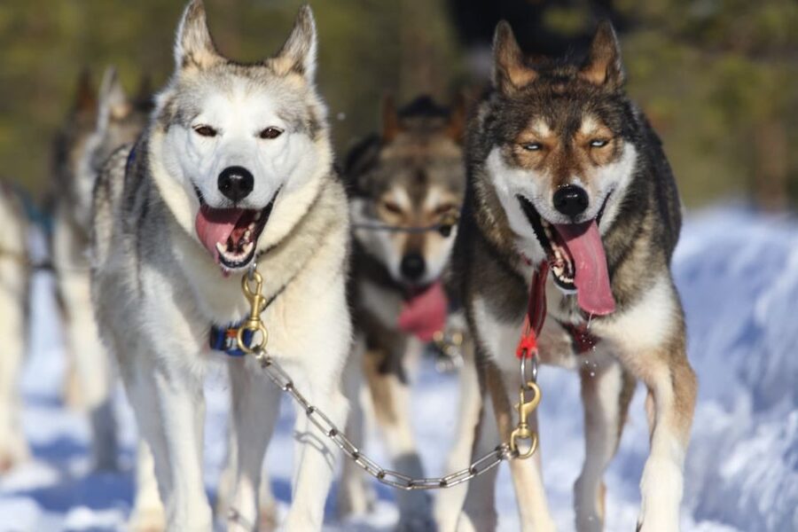 From Rovaniemi: Self-Driven 10km Husky Sled Ride - Rovaniemi transfer and timing: how the 5 hours usually feel