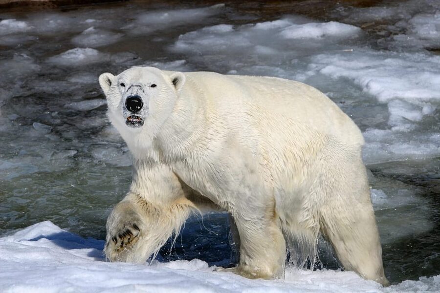 From Rovaniemi: Tour to Ranua Wildlife Park - The guided Arctic lesson plan, not just animal photos