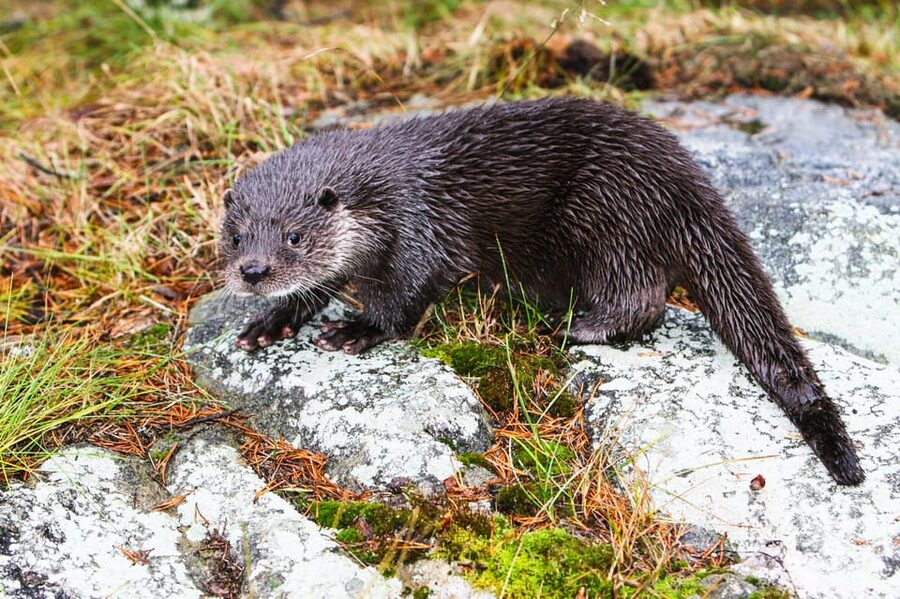From Rovaniemi: Tour to Ranua Wildlife Park - Who this tour suits best, and who should think twice