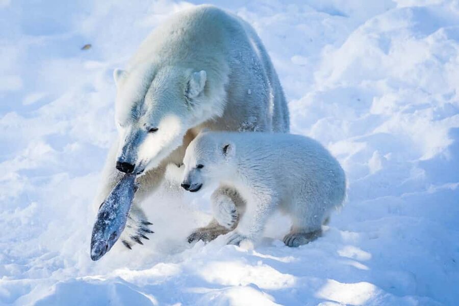 From Rovaniemi: Visit Wildlife Park in Ranua - Key highlights to watch for