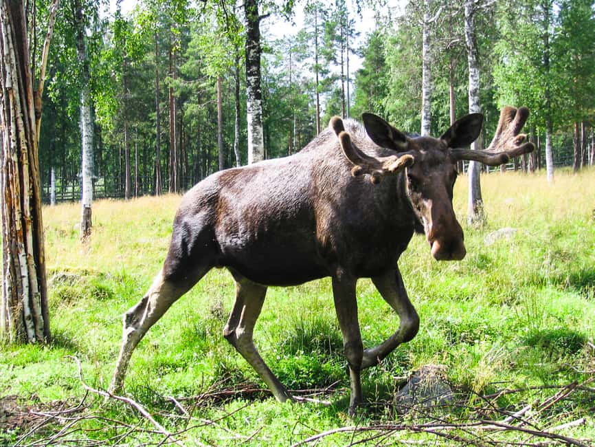 From Rovaniemi: Visit Wildlife Park in Ranua - From Rovaniemi to Ranua, made simple by minibus