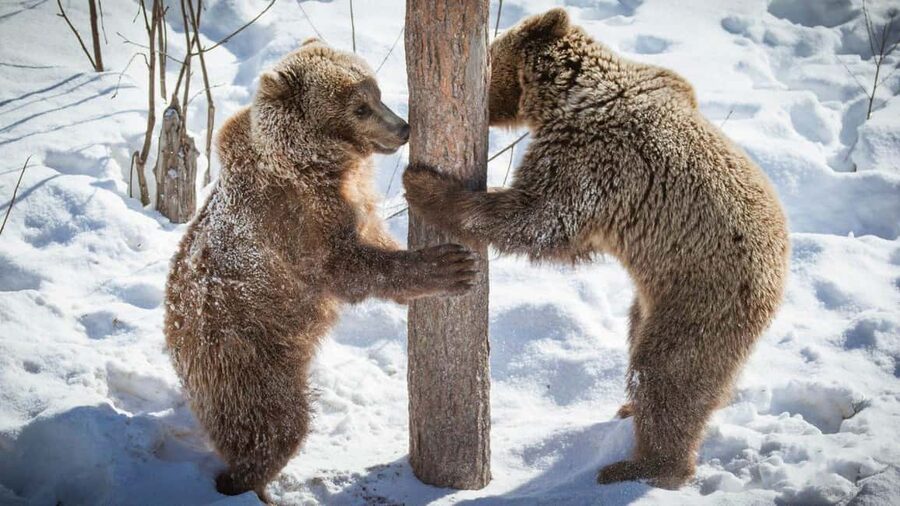 From Rovaniemi: Visit Wildlife Park in Ranua - The snowy forest walk, where winter scenery meets real wildlife viewing