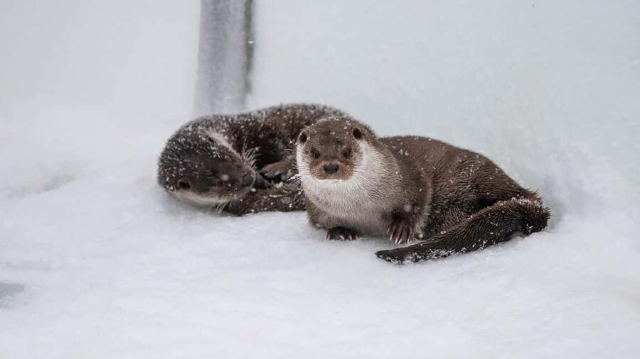 From Rovaniemi: Visit Wildlife Park in Ranua - Who this Ranua Wildlife Park day trip suits best