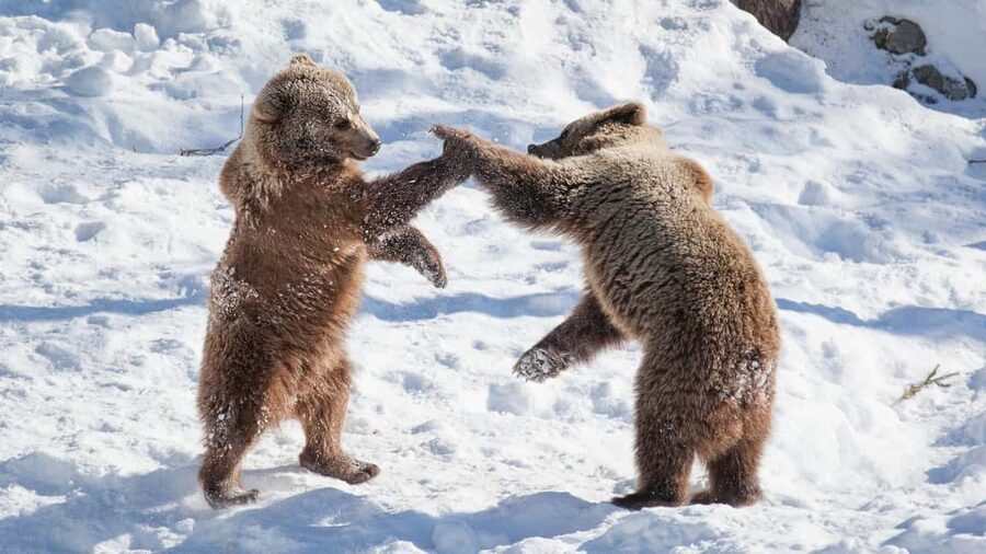 From Rovaniemi: Visit Wildlife Park in Ranua - Entering Ranua Wildlife Park and finding the Arctic stars quickly