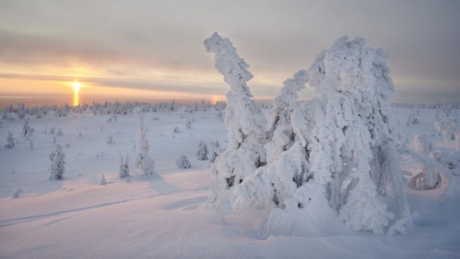 From Rovaniemi: Winter Wonderland Hike with a Hot Drink - Price and Value: How $282 Really Adds Up