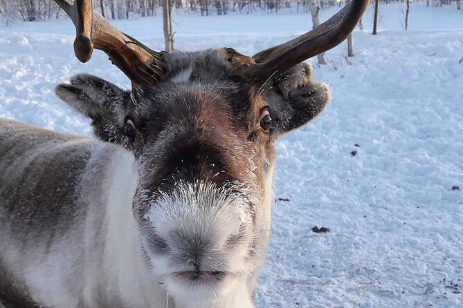 From Saariselkä: Ice Fishing Tour to Lake Inari, reindeers &lunch - Lunch by the campfire: 3 courses, hot tea, and a proper thaw