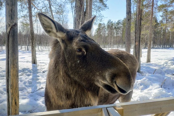 Full Day Lapland Tour, including Lunch and Dinner - Getting started: pickup, timing, and where you meet