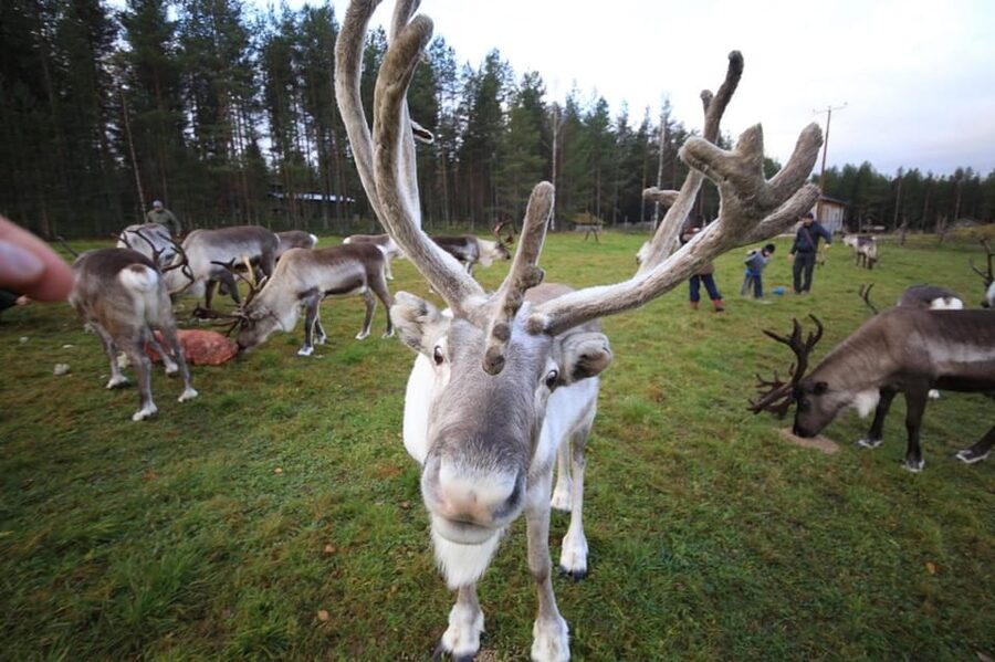 Full day: Reindeer Farm, Santa Claus Village & Husky Park - How the 5-hour plan works, from hotel pickup to final drop-off