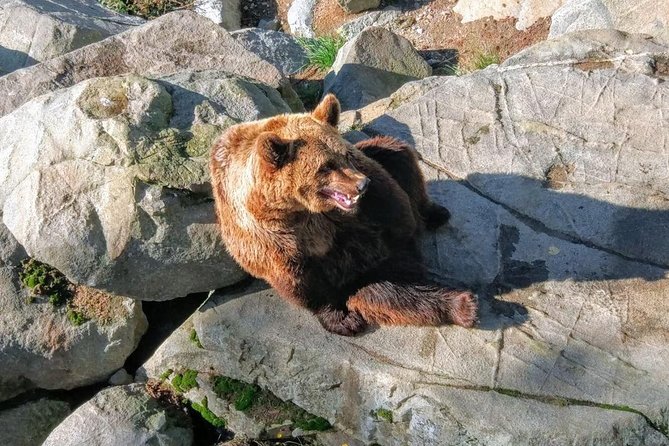 Guided Ranua Wildlife Park tour with Lunch, Small group adventure - Why Ranua Wildlife Park Works From Rovaniemi