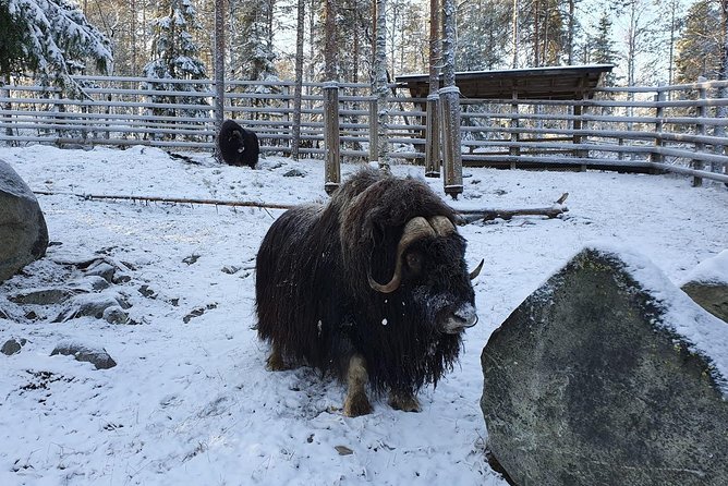 Guided Ranua Wildlife Park tour with Lunch, Small group adventure - Inside the Park: Polar Bears, Wolves, and a Guide Who Connects the Dots