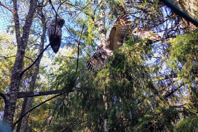 Guided Ranua Wildlife Park tour with Lunch, Small group adventure - What to Expect From Weather and Animal Reality