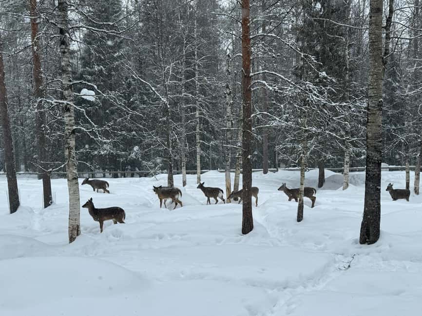 Guided Ranua Wildlife Zoo Tour with Lunch Buffet - Northern Lights photo chances without the stress