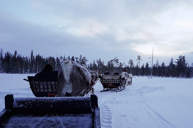 Guided reindeer farm visit and one hour sledge safari - The simple plan that makes this tour feel magical