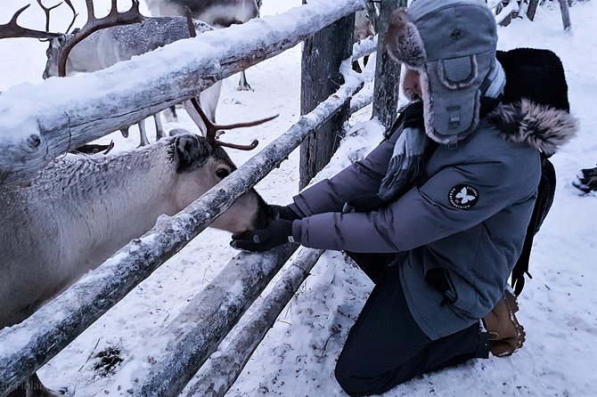 Guided reindeer farm visit and one hour sledge safari - Pyha-Luosto National Park stops: turning transit into part of the story