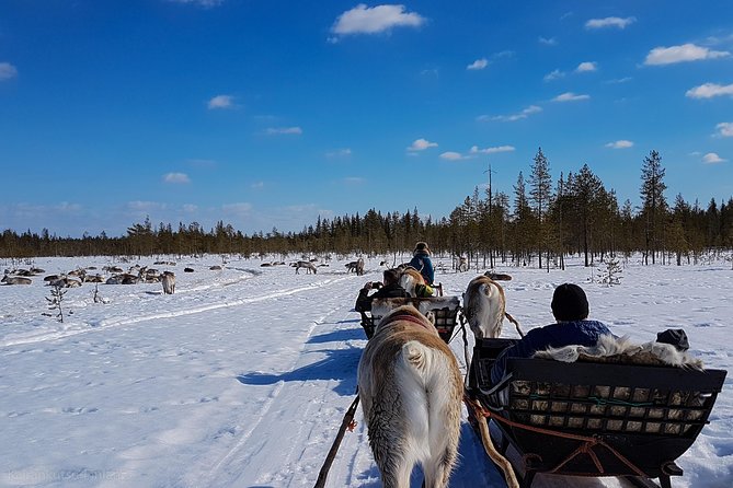 Guided reindeer farm visit and one hour sledge safari - Who should book this reindeer sled and farm visit