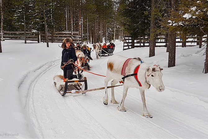 Guided reindeer farm visit and one hour sledge safari - Starting at Kopara Reindeer Park: where the day begins