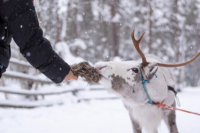 Half-Day Experience in Local reindeer farm in Lapland - Key Things That Make This Tour Worth Your Time