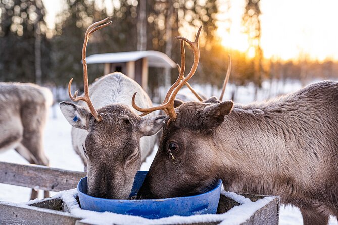 Half-Day Experience in Local reindeer farm in Lapland - Feeding and Meeting the Reindeer After the Sled Time