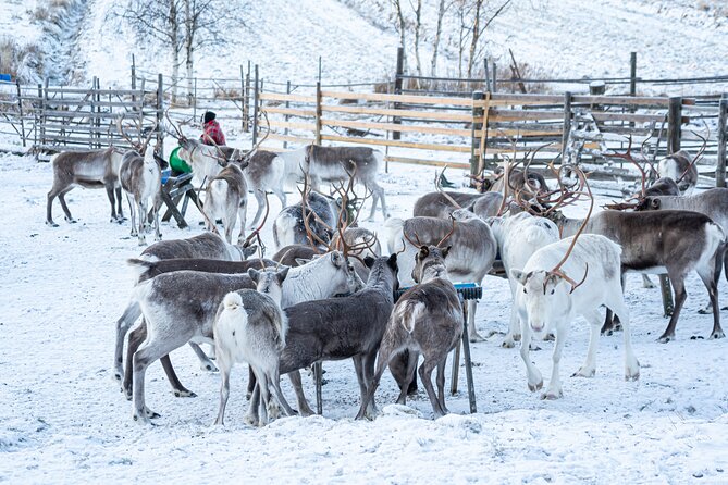 Half-Day Experience in Local reindeer farm in Lapland - Snacks, Hot Drinks, and the Hut Warm-Up