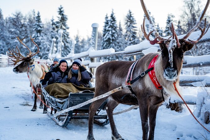 Half-Day Experience in Local reindeer farm in Lapland - Pickup Timing From Your Hotel, and How the 8:15 Start Impacts You