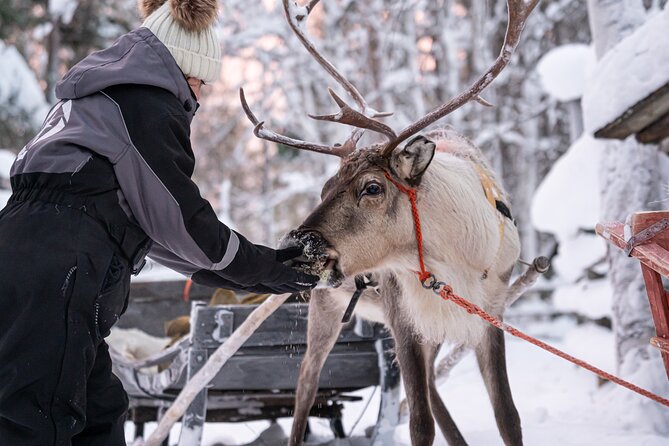 Half-Day Experience in Local reindeer farm in Lapland - Who Gets the Most From This Tour
