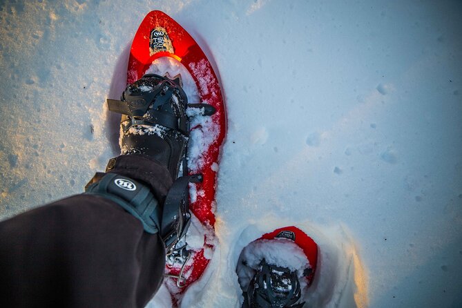 Half Day Snowshoe Hiking Adventure in Levi Lapland - The Fire Stop: Hot Drinks, Snacks, and a Warm Break