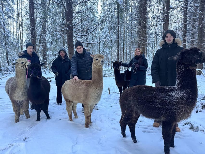 Helsinki: Alpaca Farm Tour with Guided Walk (private) - How the 2-hour private tour fits into your Helsinki day