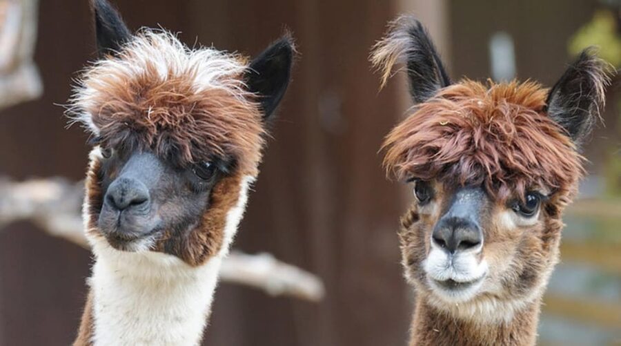 Helsinki: Alpaca Farm Tour with Guided Walk (private) - What happens when you arrive, and why the fences matter