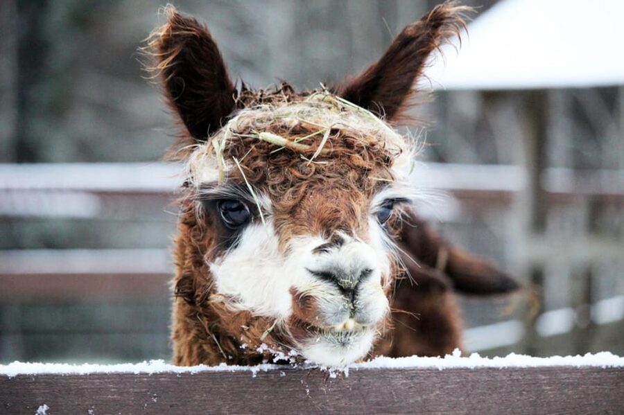 Helsinki: Alpaca Farm Tour with Guided Walk (private) - The guided part: what a good guide does for this experience