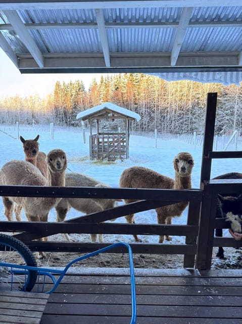 Helsinki: Alpaca Farm Tour with Guided Walk (private) - Photo tips that actually work during this kind of encounter