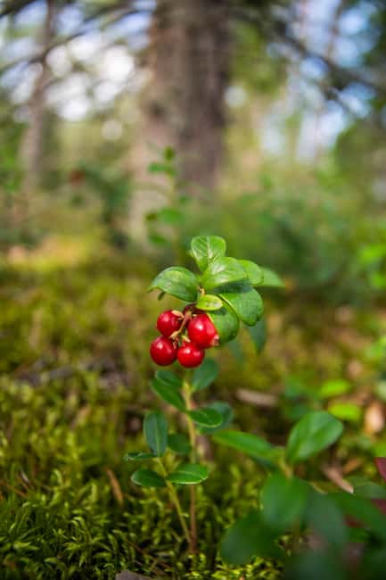 Helsinki: Nuuksio National park hiking with campfire lunch - Who should book this Nuuksio campfire hike, and who should pass