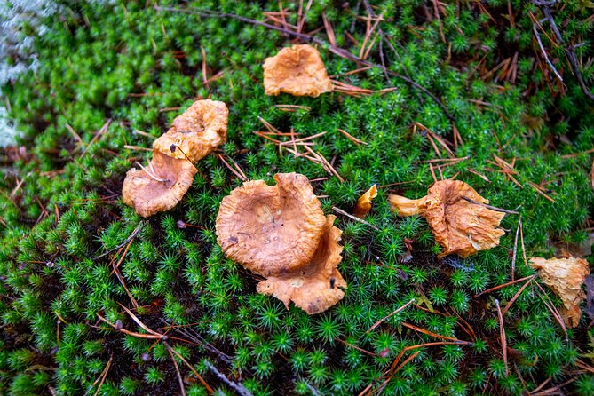 Helsinki: Nuuksio National park hiking with campfire lunch - What to pack for Nuuksio: the small items that prevent big annoyances