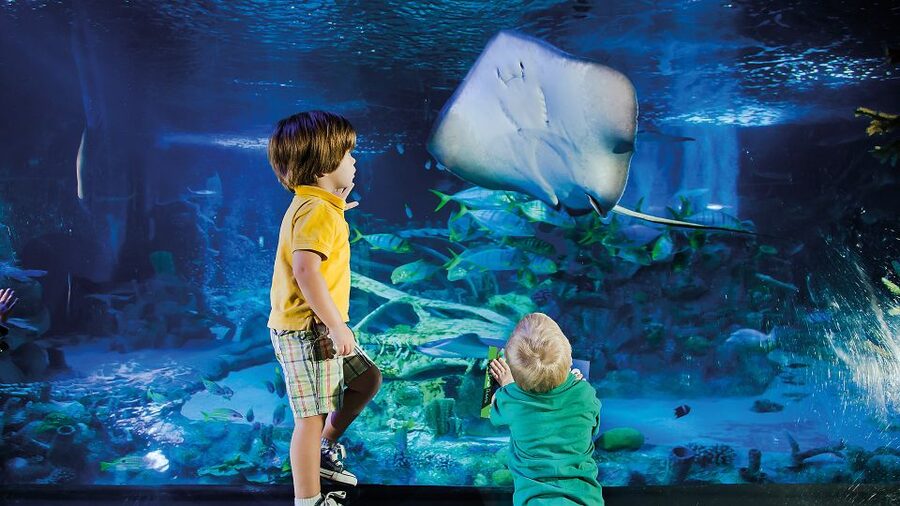 Helsinki: Sea Life Entrance Tickets - Sea Life Helsinki by Linnanmäki: where the day starts